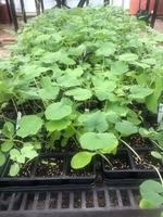 1st grade garden plants